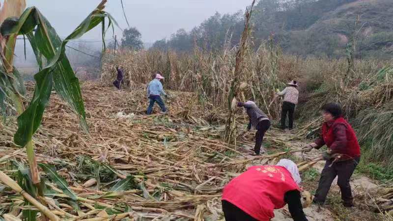 玉米地里收获“金”喜　看华亭绝美“丰”景