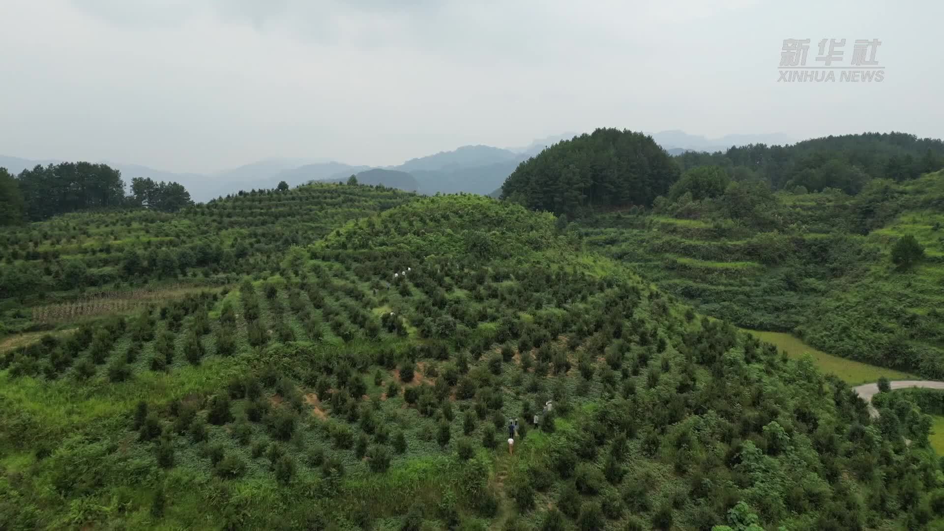 点绿成金！油茶树“绿”了荒山“富”了百姓