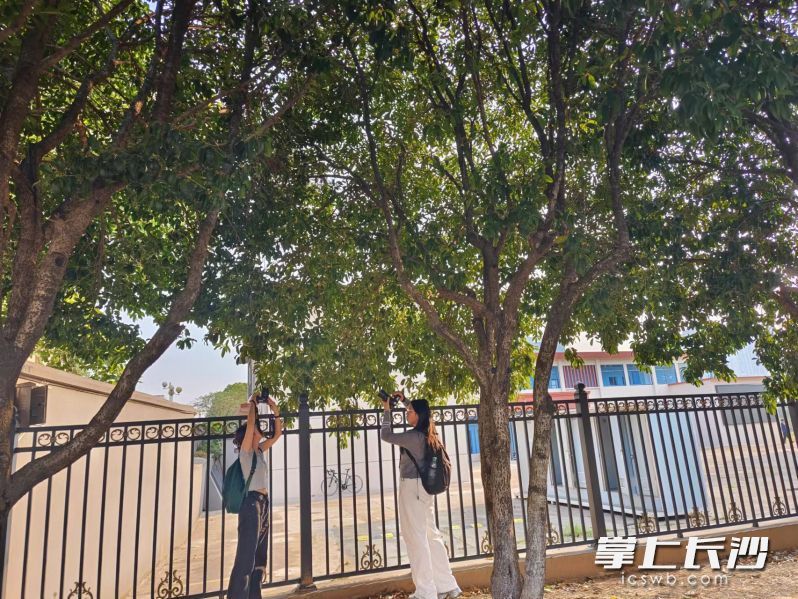 桂花开了，引来了同学们驻足拍照。长沙晚报全媒体记者 何乐 摄