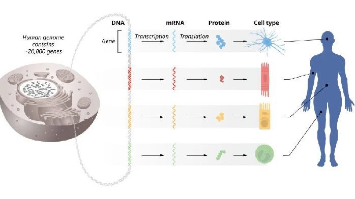 2024 諾獎頒給 microRNA 發現者，詳細解讀來瞭