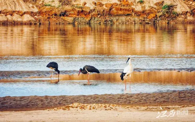 首批“嘉宾”!2万余只越冬候鸟已抵达鄱阳湖湿地