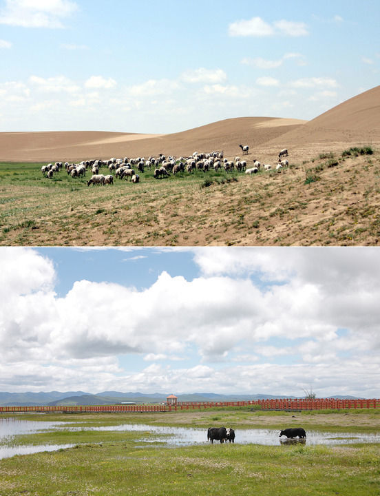 拼版照片:上图为2004年7月19日,羊群在甘肃省甘南藏族自治州玛曲县一处沙化退化的草场上吃草,背后是大片流动沙丘(新华社记者 宋常青 摄);下图为2023年7月5日,牦牛在甘南藏族自治州玛曲县湿地草原上吃草(无人机照片 新华社记者 陈斌 摄)。新华社发