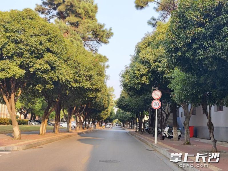 小路的两旁栽的全是桂花树，桂花随风飘落，洒落整条马路。长沙晚报全媒体记者 何乐 摄