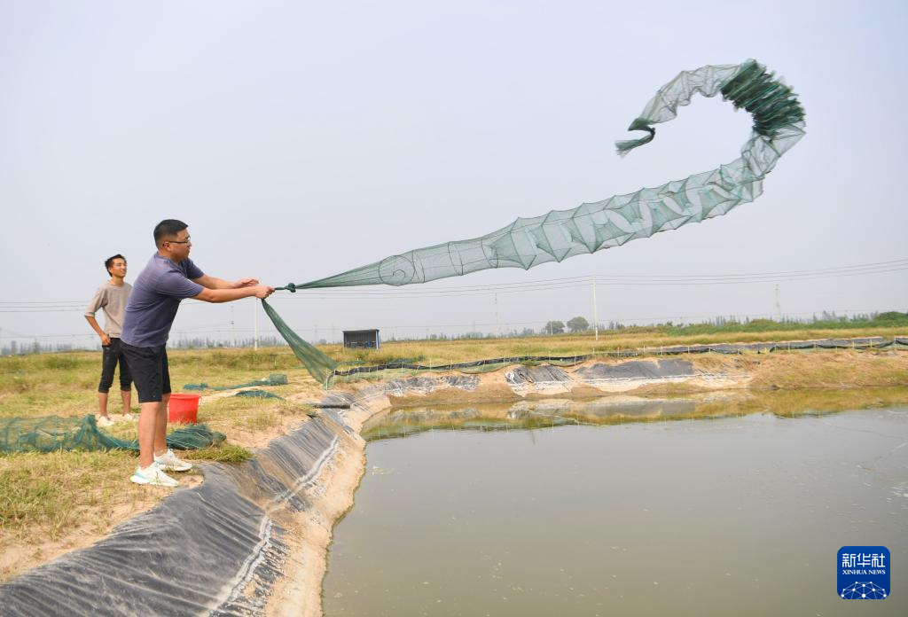 9月29日，在河南省新乡市延津县盐厂村，杨飞抛地笼捕捞青蟹。新华社记者 郝源 摄