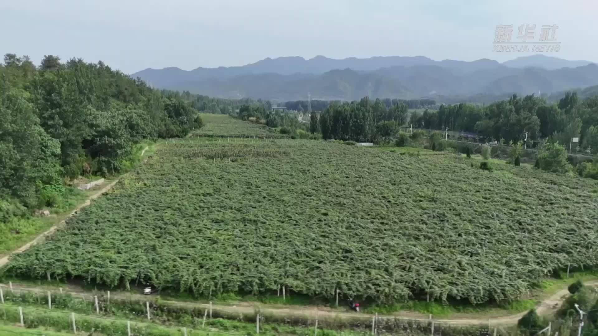 鲜果飘香 猕猴桃成了致富“金果果”