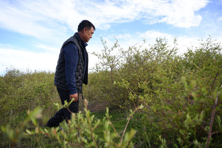 牧民卓玛加布在黄河玛曲段干流沿岸一处草原沙化治理点查看他参与种植的灌木生长情况(2023年7月5日摄)新华社记者 陈斌 摄