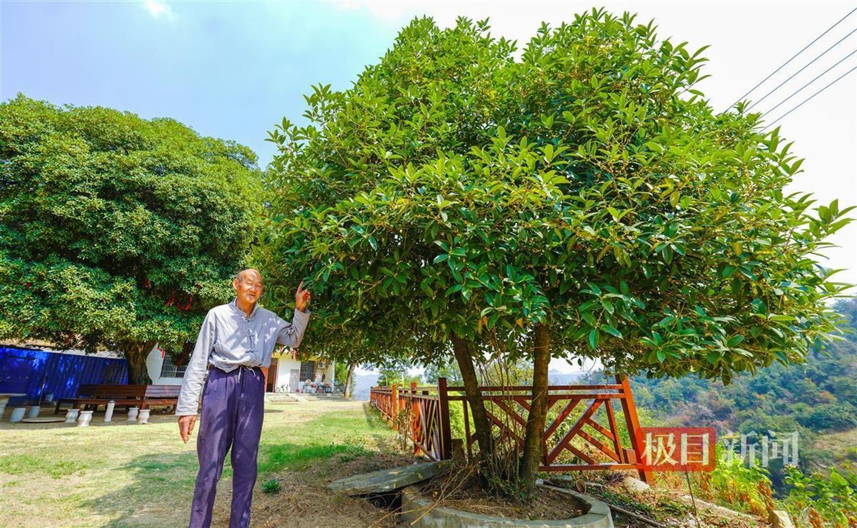 胡寸明栽的桂花树也有40年了