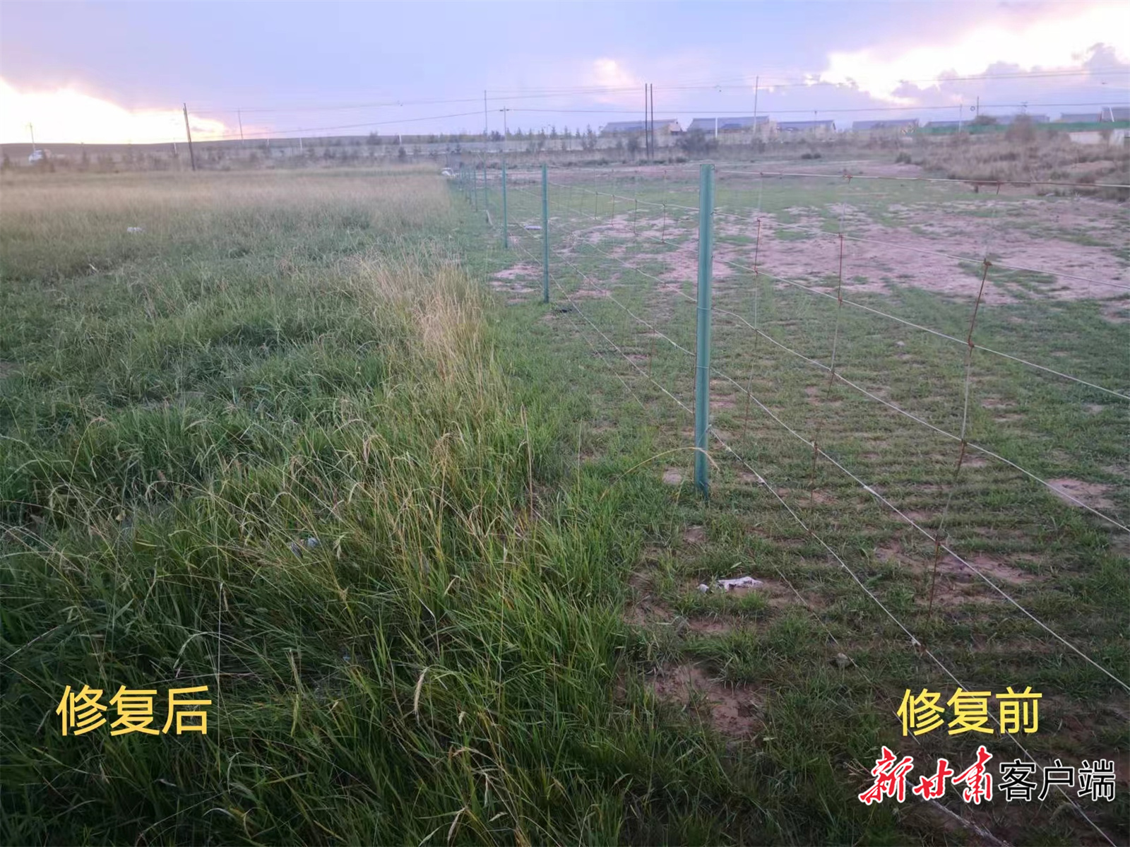 草场修复前后对比明显