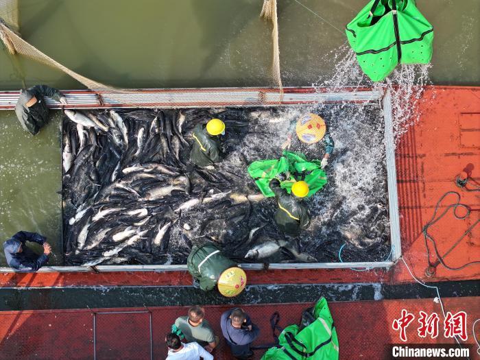 图为在位于江西省九江市八里湖新区的赛城湖,渔民正进行秋捕。八里湖新区融媒体中心供图