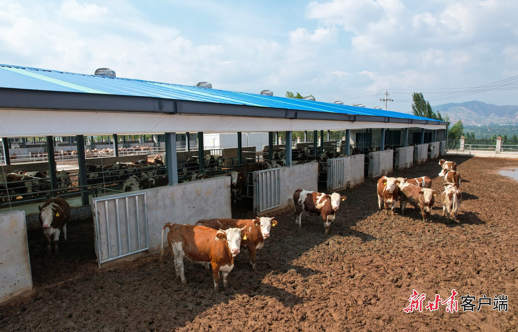 万头肉牛养殖基地图片