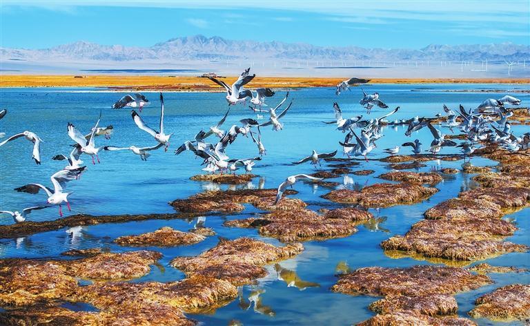 成群的鸟类聚集在阿克塞县境内的海子草原　新甘肃&middot;甘肃日报通讯员　高宏善