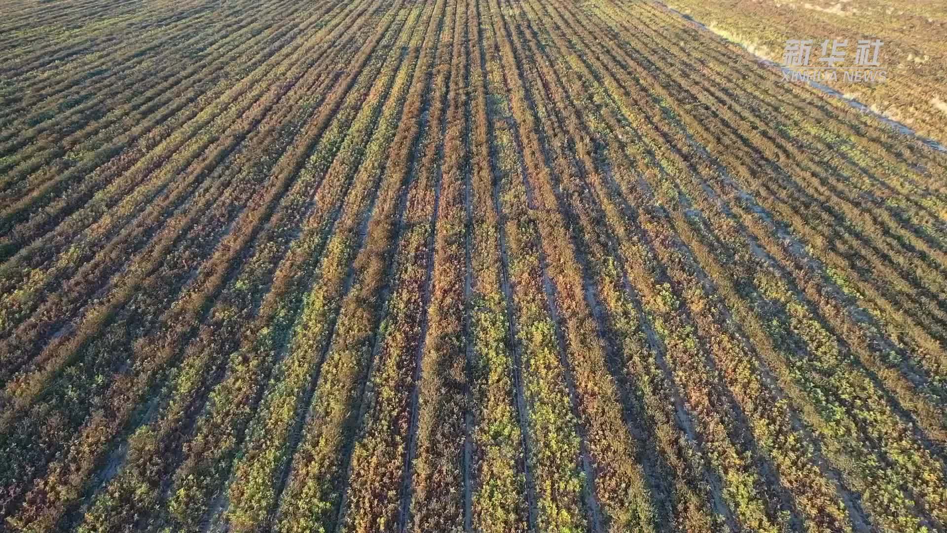 新疆昌吉：甘草飘香采收忙