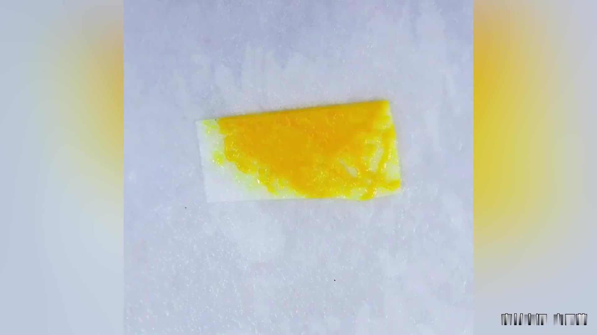 年轻人开始养黏菌当宠物，有人一株黏菌养7年多，卖家：近两年国内玩家已超欧美和日本
