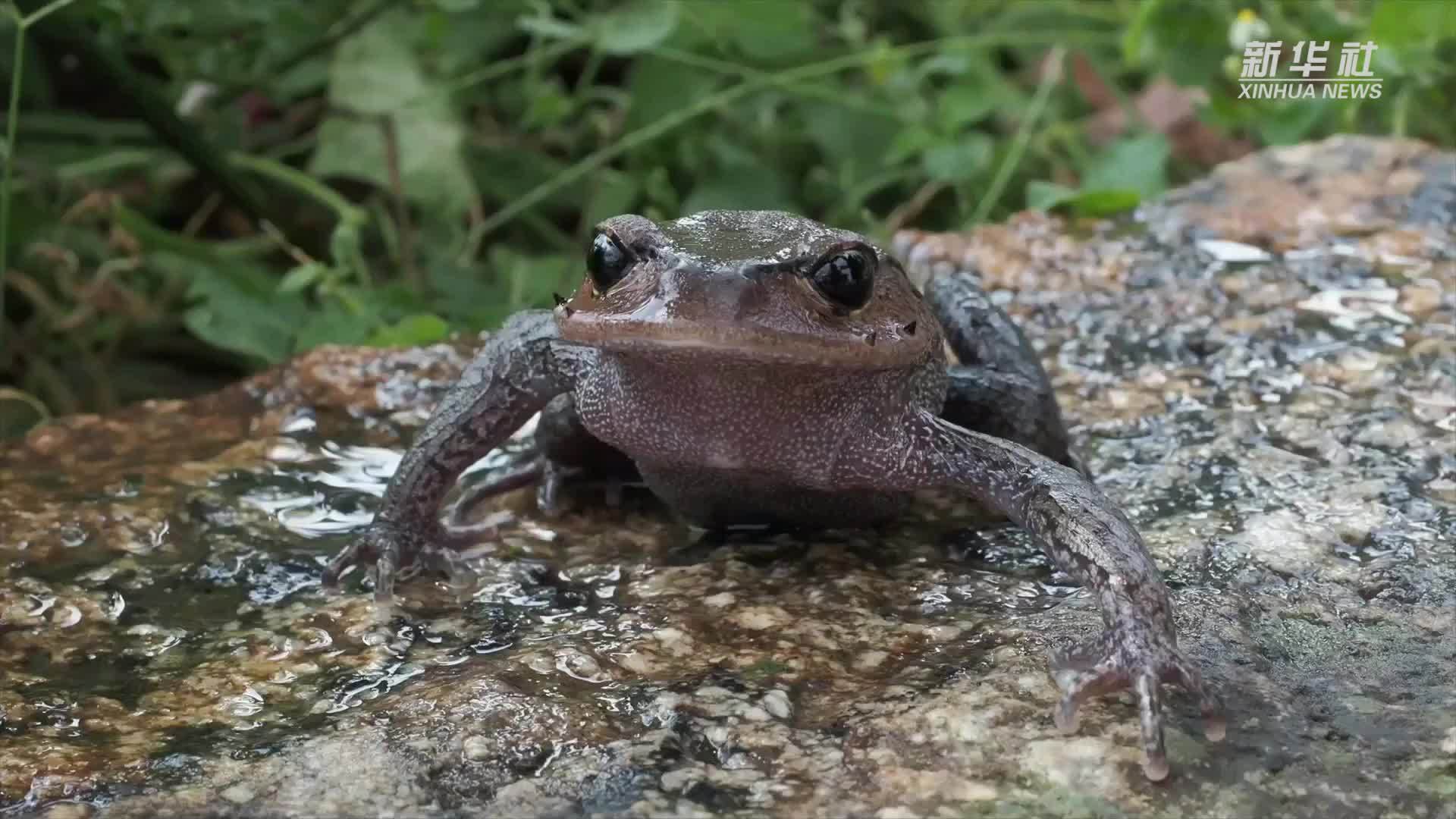 崇安髭蟾雄性成体首次现身南岳衡山