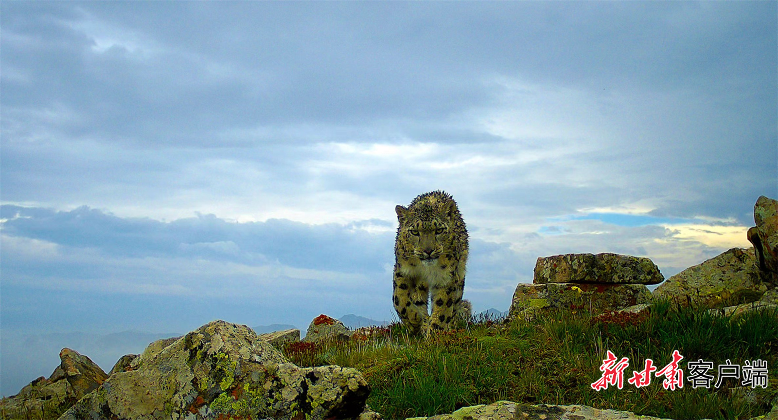 旗舰物种雪豹频现祁连山（部分图片由甘肃祁连山国家级自然保护区管护中心提供）
