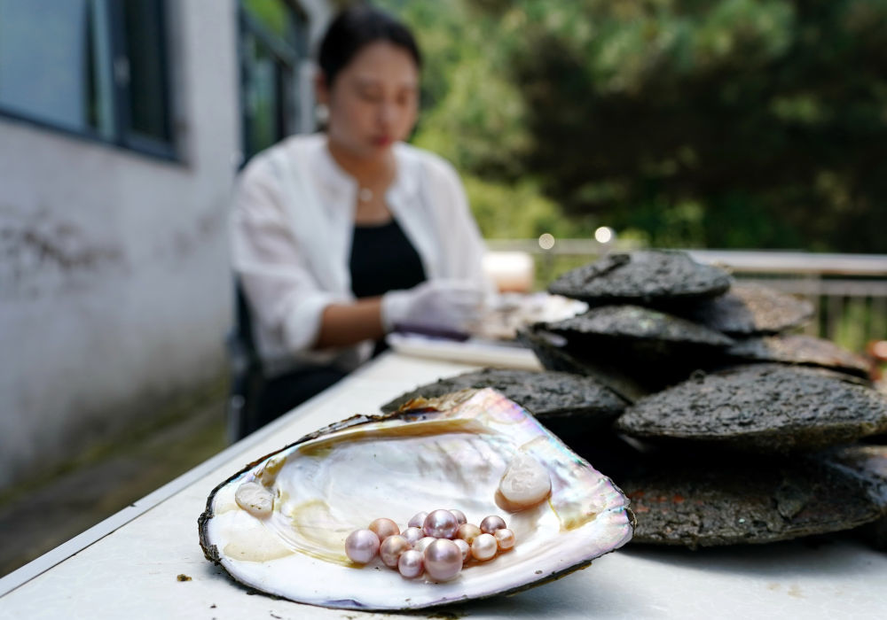 ↑9月4日，河北省卢龙县潘庄镇一家水产养殖合作社的社员在开珍珠贝。