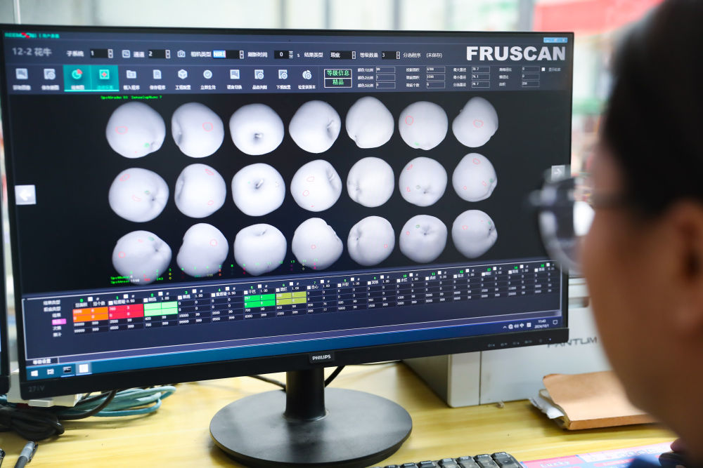 礼县苹果产业发展集团有限责任公司工作人员通过红外光谱识别苹果内部品质　新华社记者　郎兵兵　摄