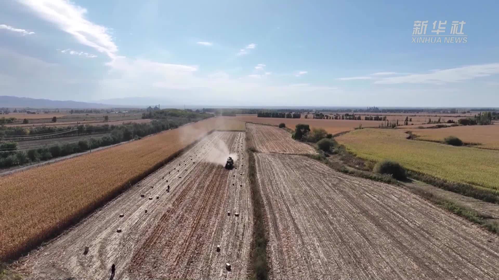 新疆额敏：秸秆饲料化 备足牲畜“过冬粮”