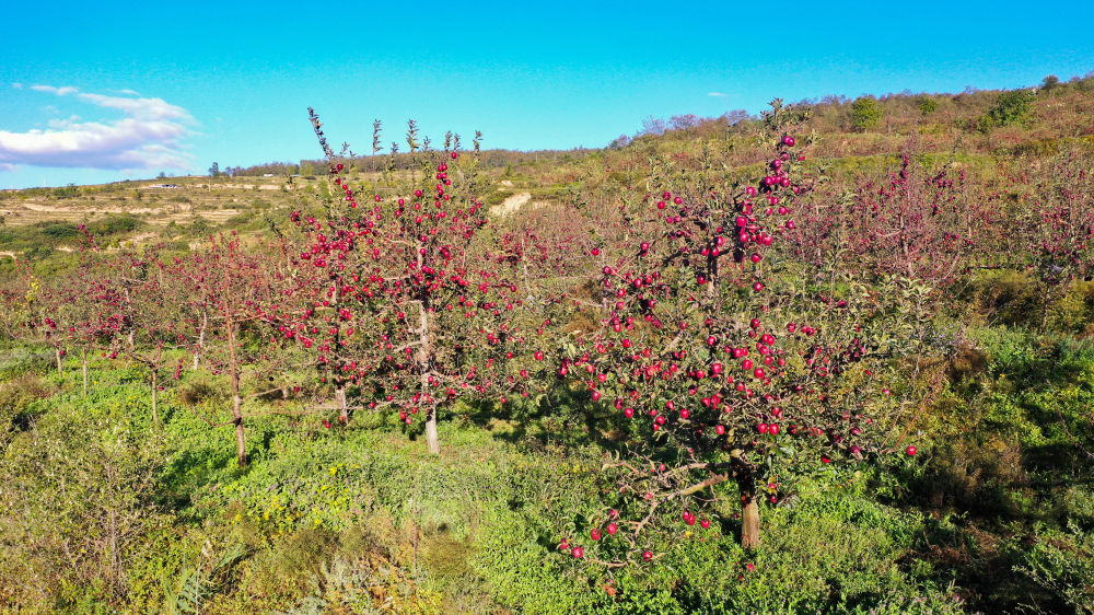 在礼县永坪镇周家村拍摄的一片山间果园（无人机照片）新华社记者　郎兵兵　摄