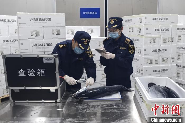 图为昌北机场海关关员对进口冰鲜三文鱼进行检疫查验。昌北机场海关 供图