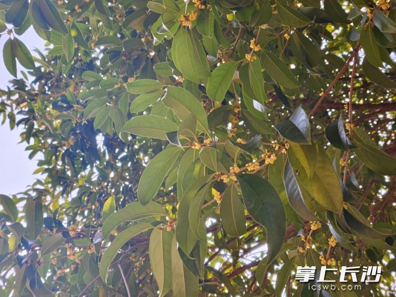 桂花树上，一串串浅黄的小花高挂枝头，随风摇曳。长沙晚报全媒体记者 何乐 摄