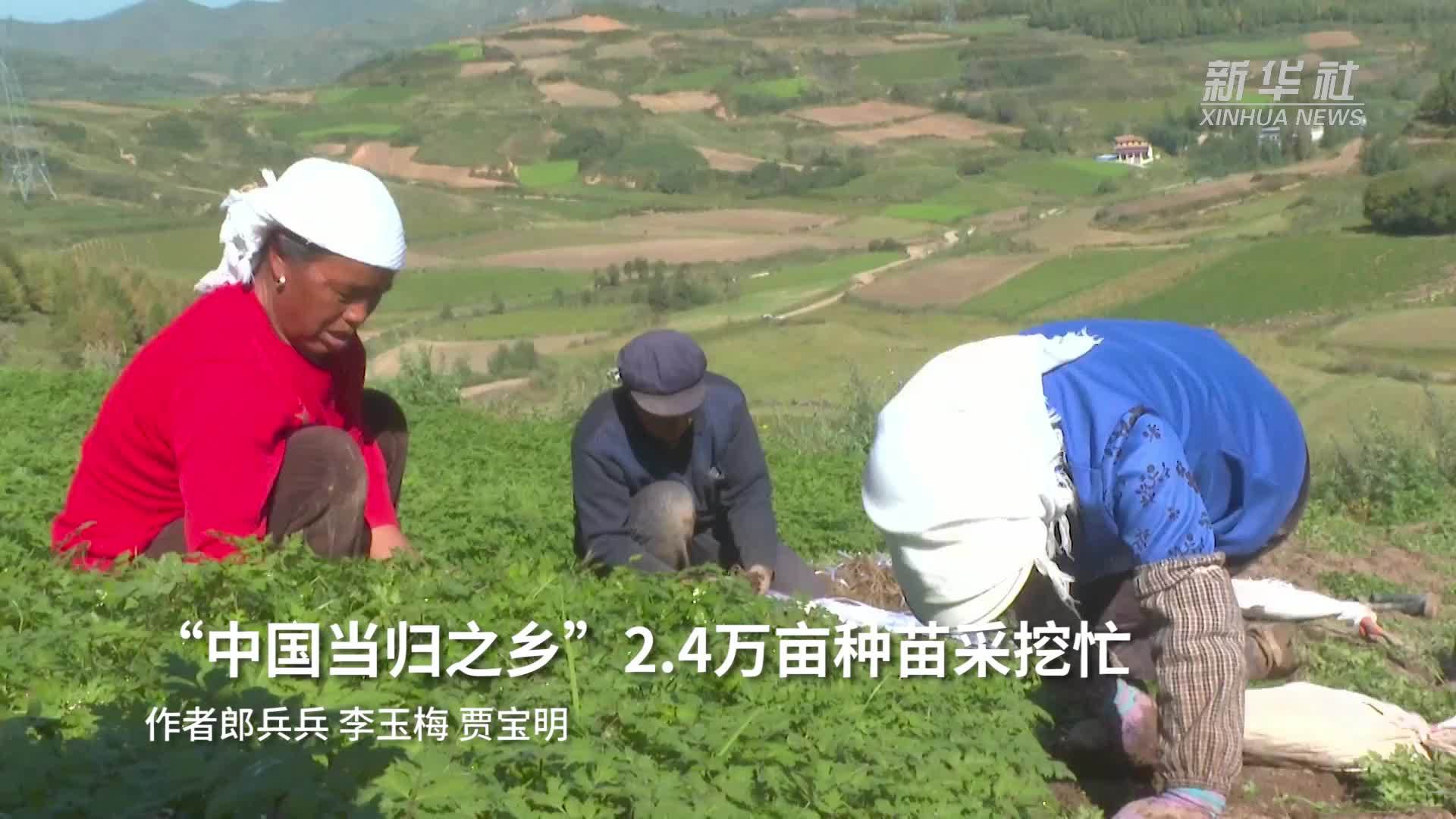 “中国当归之乡”2.4万亩种苗采挖忙