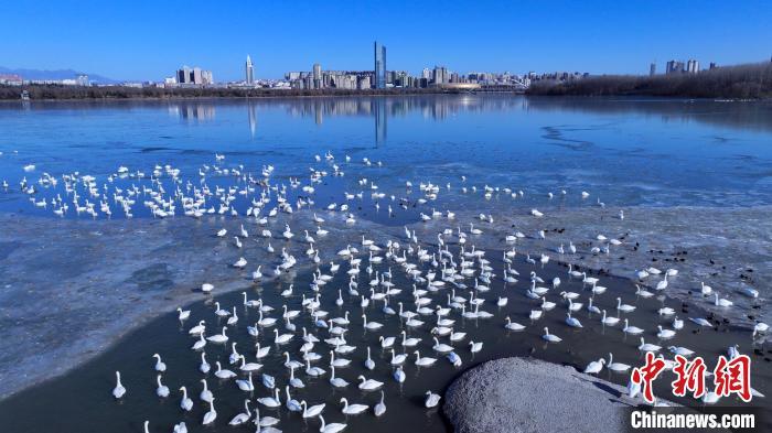 2023年12月21日，大批天鹅在河南三门峡越冬。（无人机照片）张明云 摄