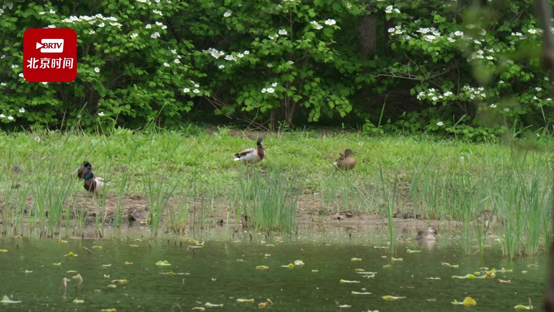 又到观鸟季 来东郊湿地公园（顺义园）邂逅诗意秋天