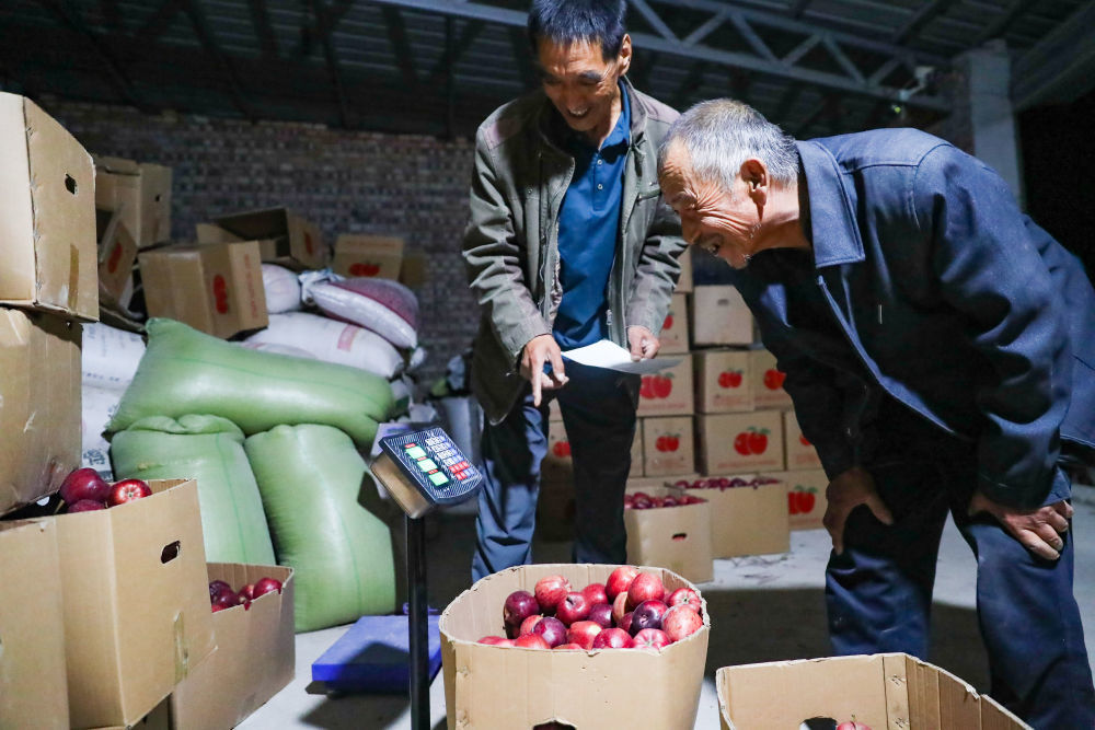在礼县永坪镇冉城村，苹果收购商冉进有为村民王满粮的苹果称重。新华社记者　郎兵兵　摄