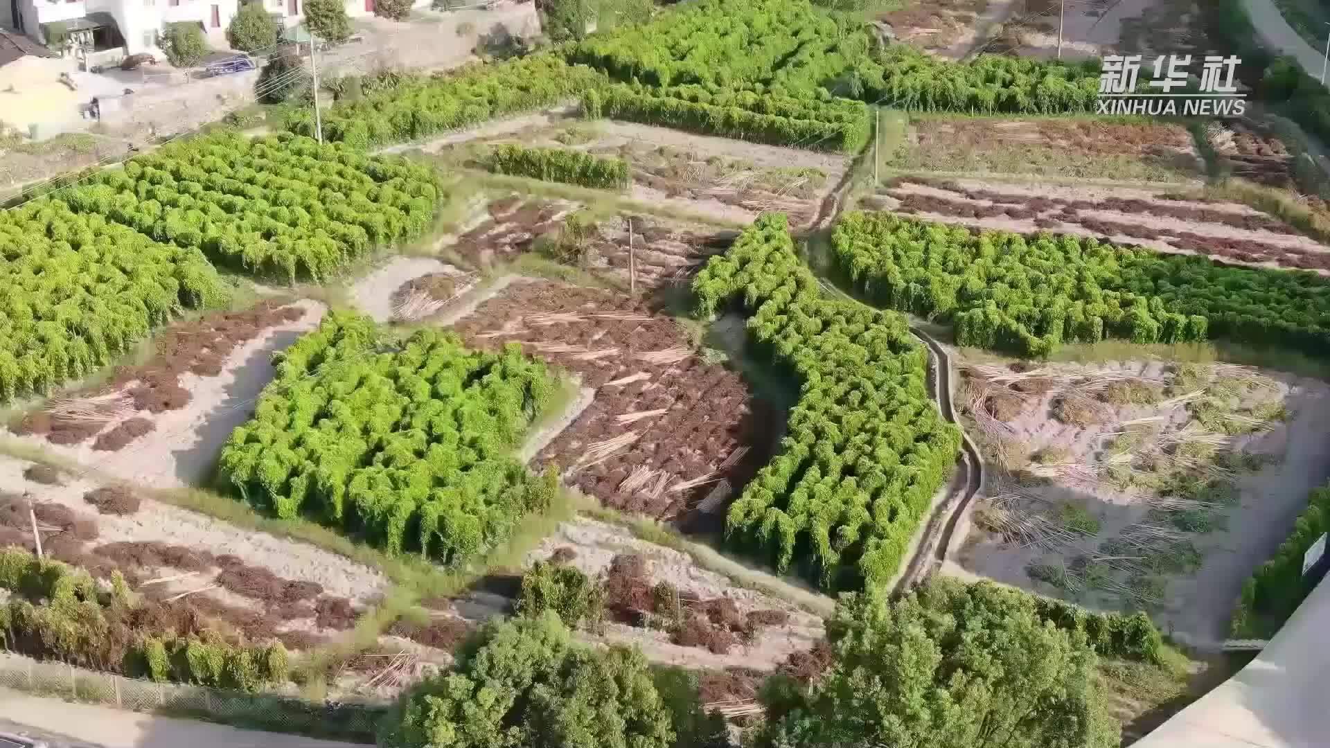 紫山药丰富粤港澳大湾区“菜篮子”