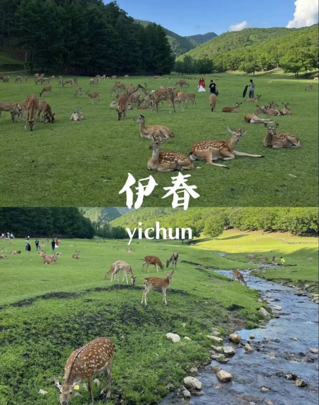 大众点评@善智清丽的小袁