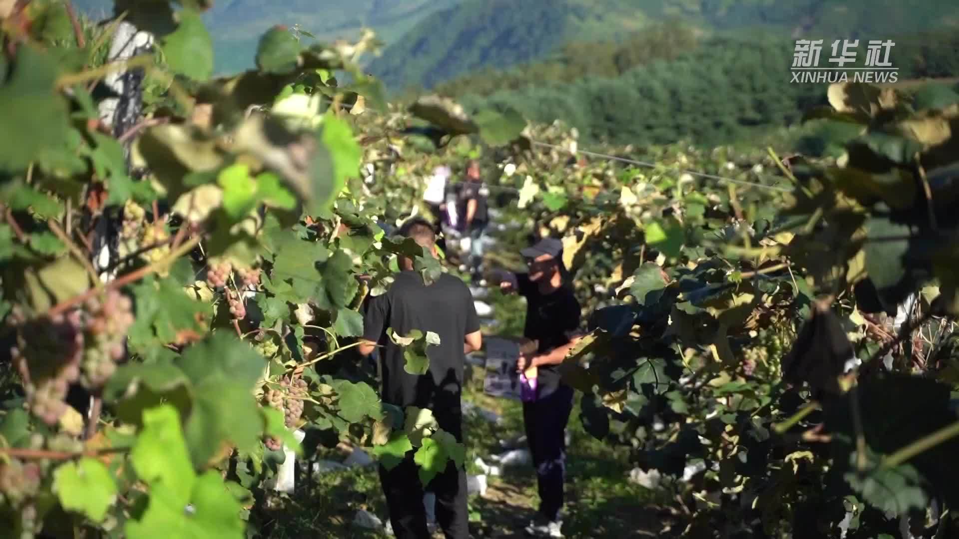 吉林通化：葡萄采收忙