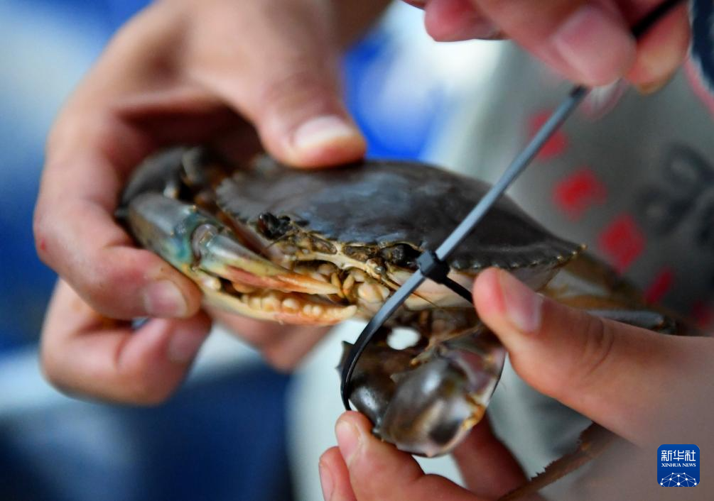 9月29日，在河南省新乡市延津县盐厂村，工作人员在捆绑青蟹。新华社记者 郝源 摄