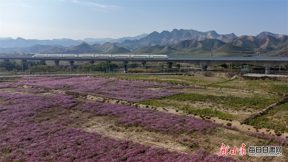 10月11日，在兰张高铁兰武段，列车穿梭在兰州永登县格桑花海中。