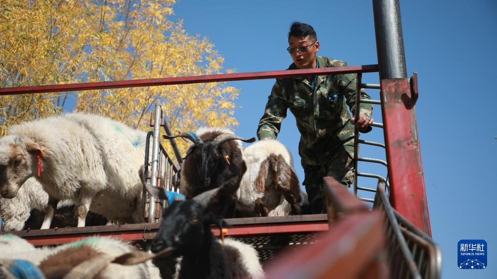 10月15日，卡车司机贾正兴在临泽县的异地借牧点将羊群赶下车。