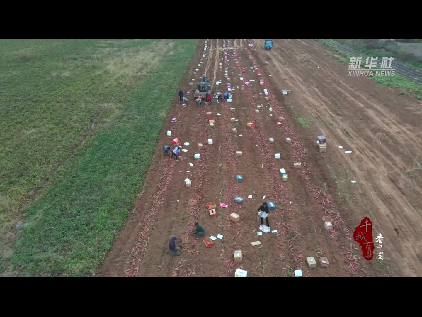 千城百县看中国｜河北遵化：红薯丰收富农家