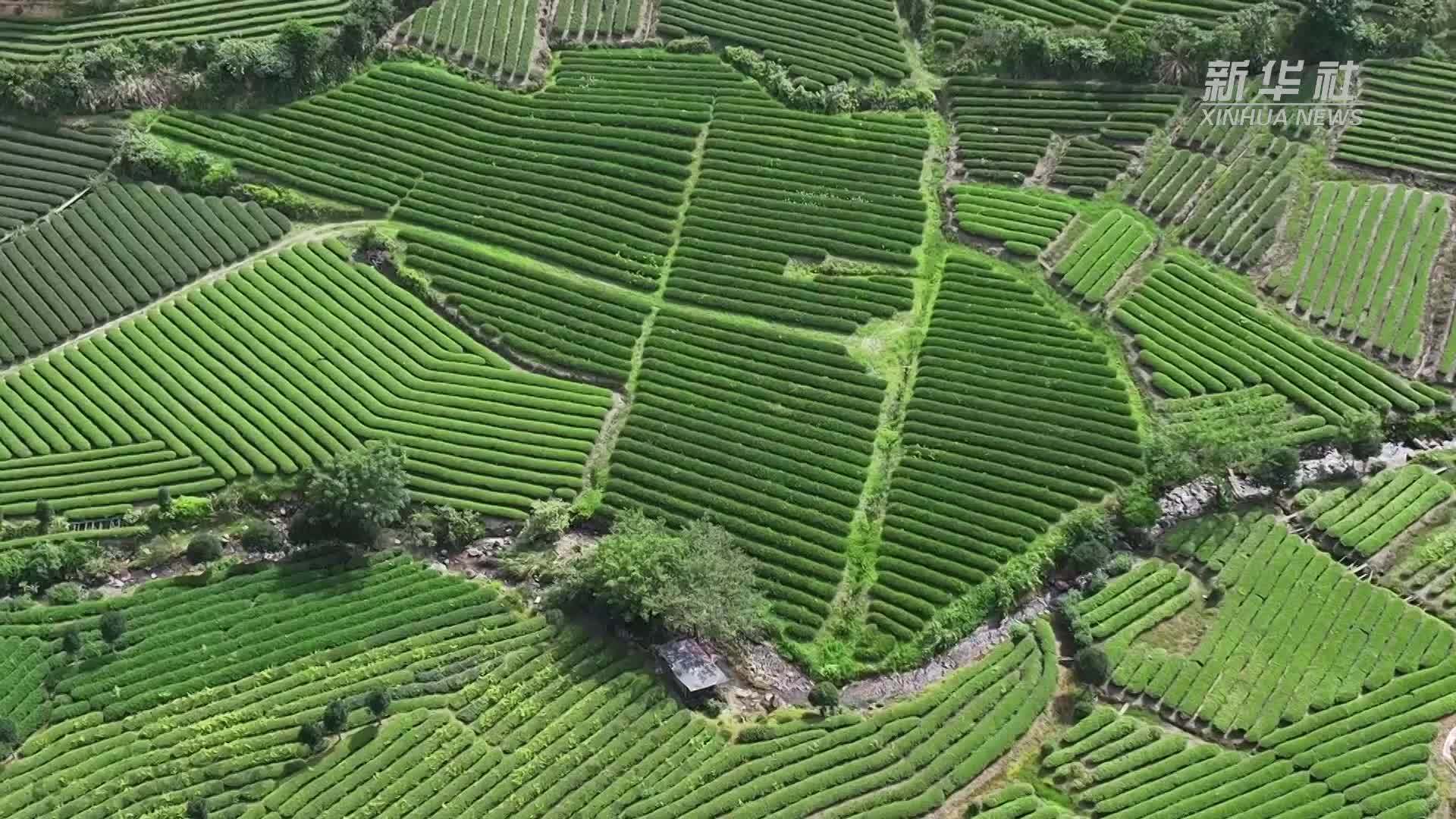 福建建阳：茶园认养 助农兴农