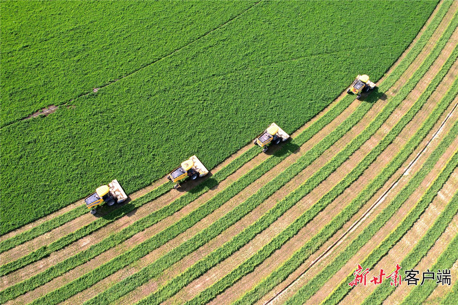 紫花苜蓿收割现场 新甘肃·甘肃日报记者 金奉乾 摄