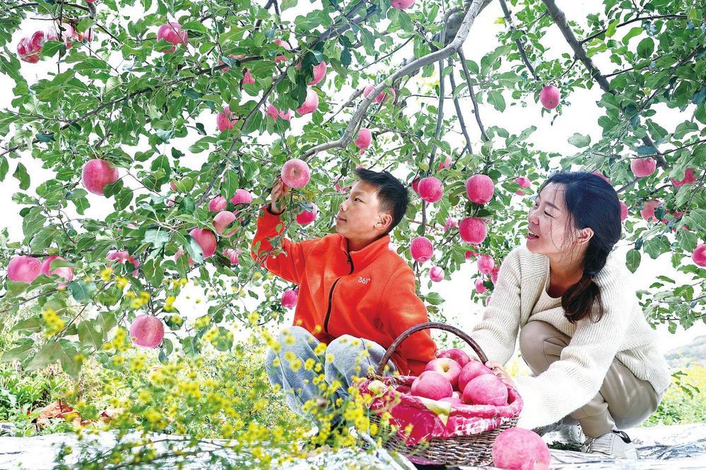 近日，静宁县百万亩苹果迎来丰收，陆续上市。累累硕果挂满枝头，一派喜人景象。新甘肃&middot;甘肃经济日报通讯员　侯崇慧　摄