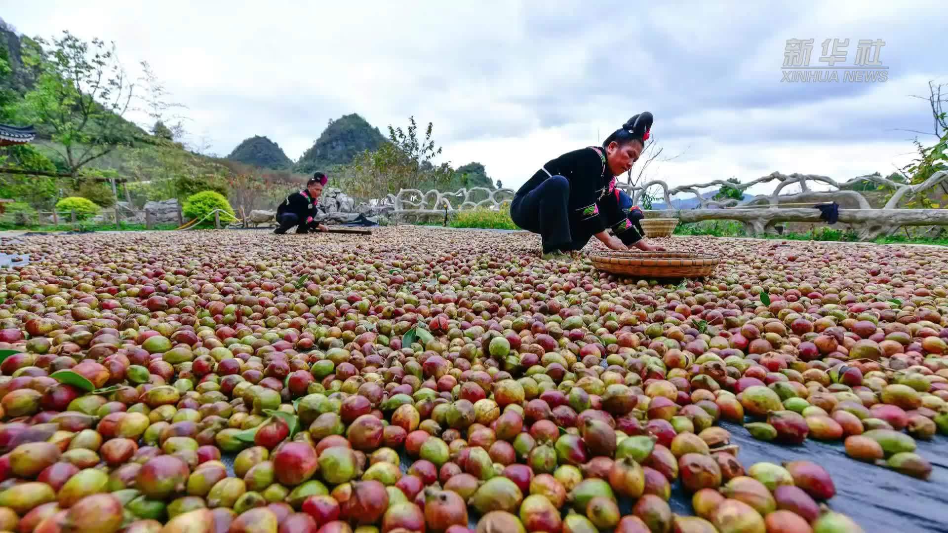 贵州龙里：油茶生态园迎秋收