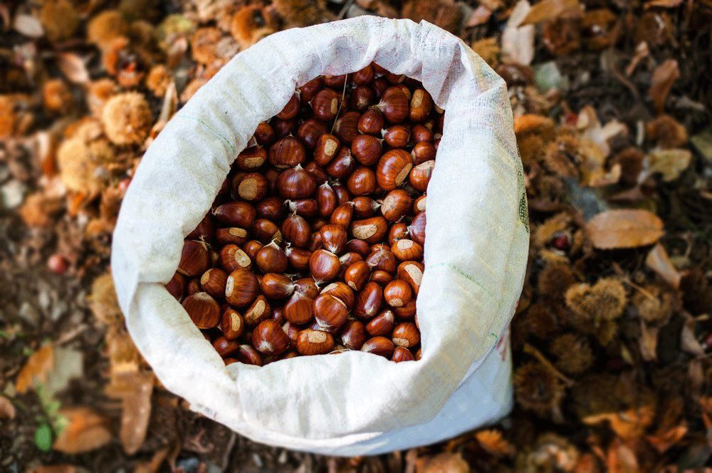 张其成教授带你涨知识　get《黄帝内经》中的养生精髓