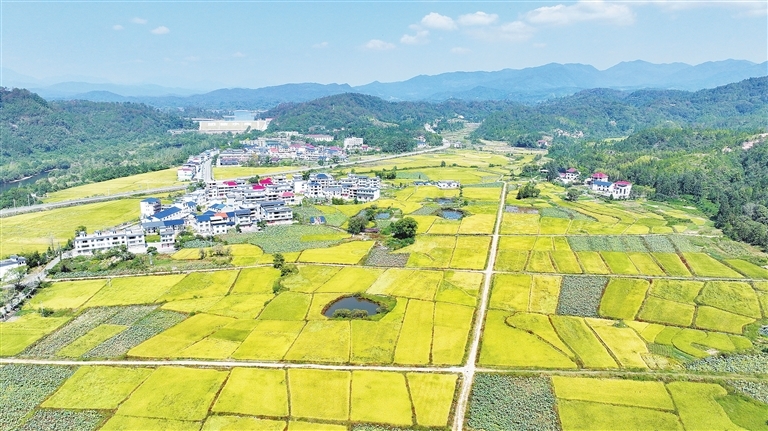 图为10月12日宁都县洛口镇员布村的美丽“丰”景。