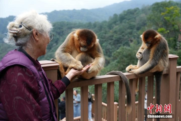 甘肃武都裕河自然保护区：川金丝猴乐园