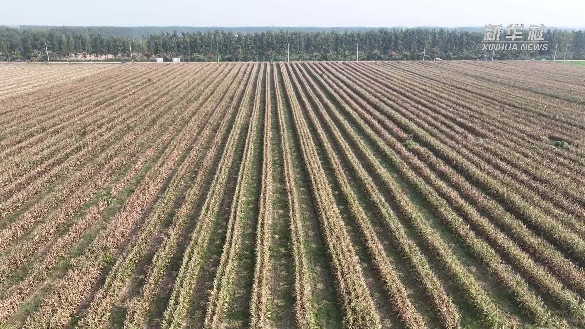 江苏泗洪：大豆玉米“手牵手”“一田双收”巧增收