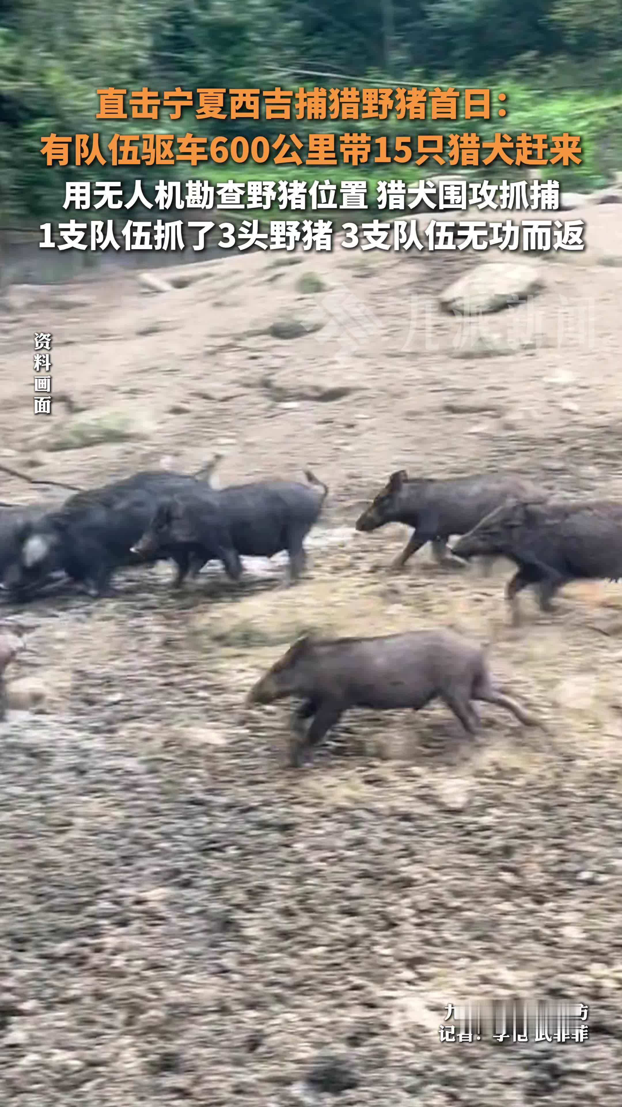 直击宁夏西吉捕猎野猪首日