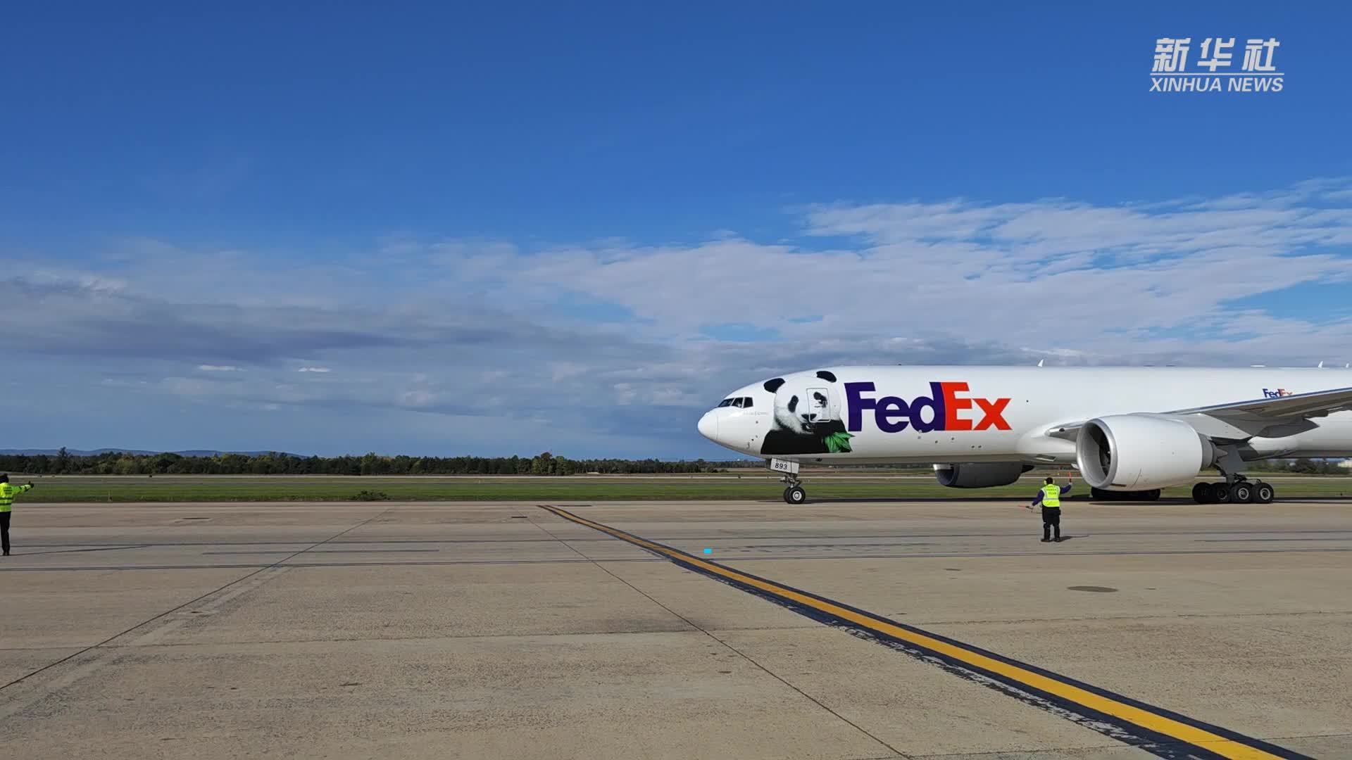 现场直击｜大熊猫“宝力”“青宝”抵达美国