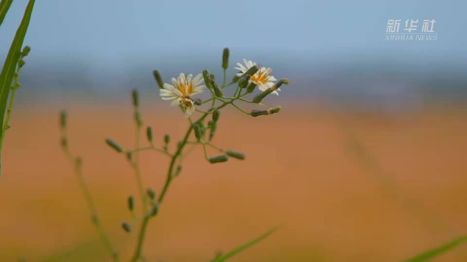 新华全媒+｜探秘“大国粮仓”的储粮高科技