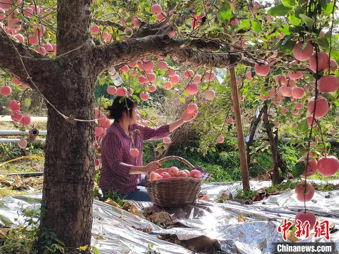 在淄博市沂源县中庄镇韩庄村的果园里，农民正在采摘苹果。董玉芳 摄