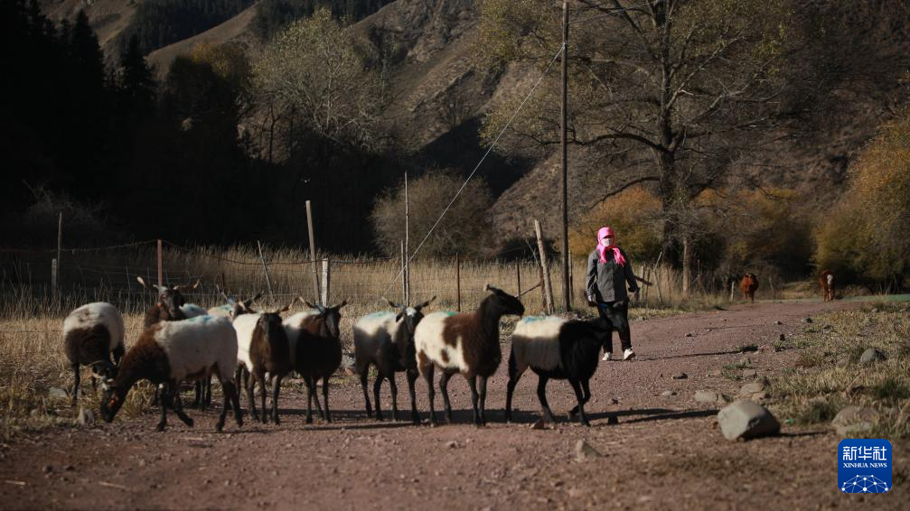 10月15日，肃南裕固族自治县康乐镇隆丰村的牧民在驱赶羊群。