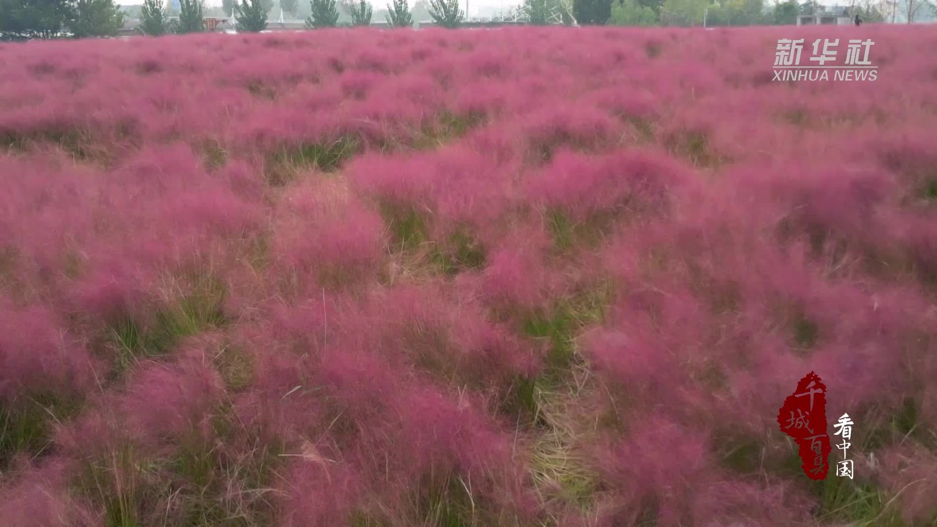 千城百县看中国｜山东菏泽：粉黛乱子草梦幻盛放